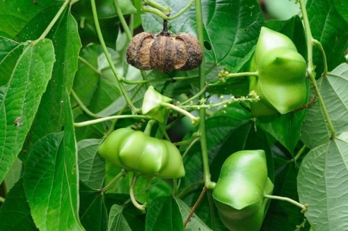 Sachi - cây làm giàu trên đất khó